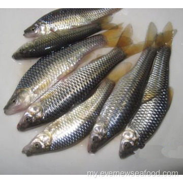 အေးခဲသောပင်လယ်စာကင် pseudorasbora parva